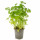 Peterselie pot