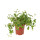 Oregano in pot